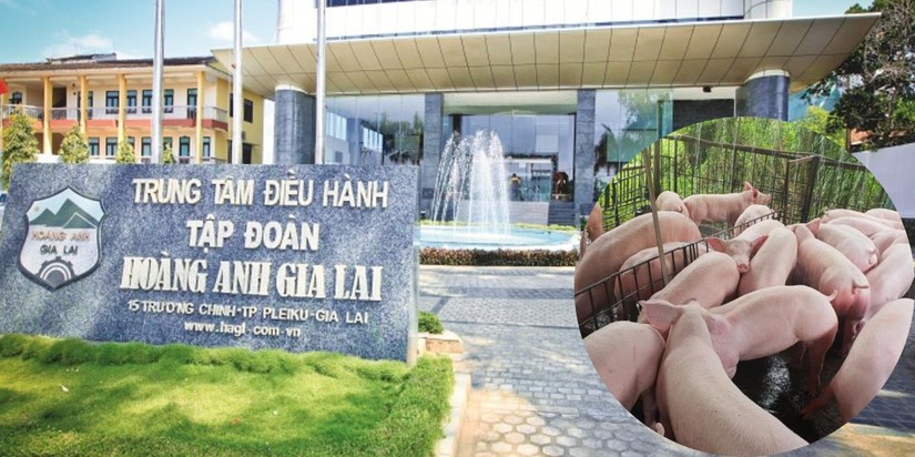 Dự &aacute;n heo ăn chuối gi&uacute;p t&igrave;nh h&igrave;nh kinh doanh của Ho&agrave;ng Anh Gia Lai cải thiện trong 6 th&aacute;ng đầu năm.