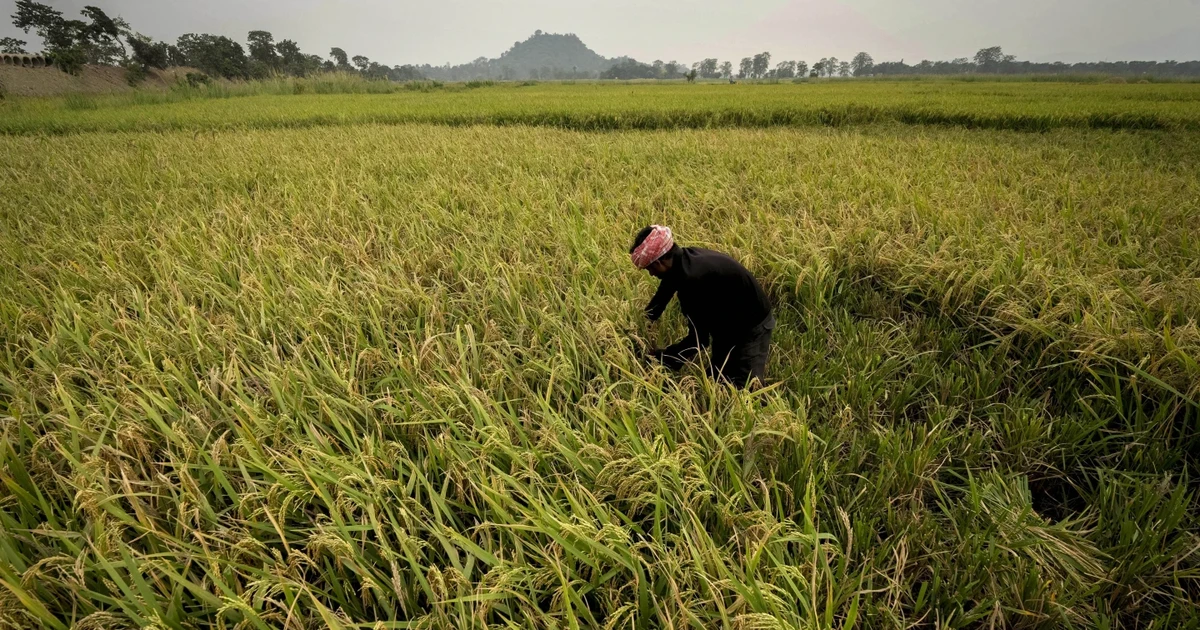 El Nino đe dọa sản lượng gạo châu Á năm 2023