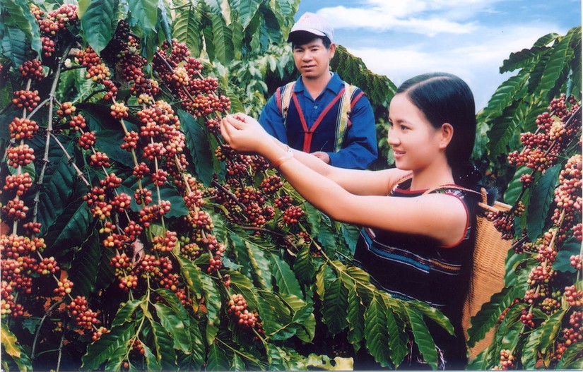 L&acirc;m Đồng định hướng người n&ocirc;ng d&acirc;n trồng c&agrave; ph&ecirc; chuyển sang giống chất lượng cao. Ảnh: VGP.