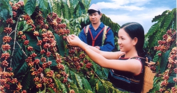 Đầu tư chế biến sâu để ngành cà phê Việt thành &apos;con hổ biết gầm&apos;