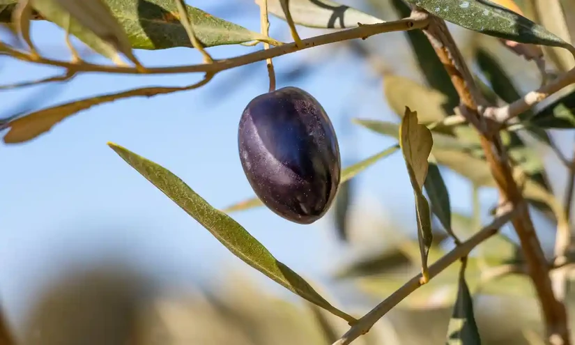 Gi&aacute; dầu olive được dự đo&aacute;n sẽ tăng cao hơn nữa trong bối cảnh triển vọng thu hoạch tại T&acirc;y Ban Nha, Italy v&agrave; Bồ Đ&agrave;o Nha đều kh&ocirc;ng t&iacute;ch cực. Ảnh: Alamy