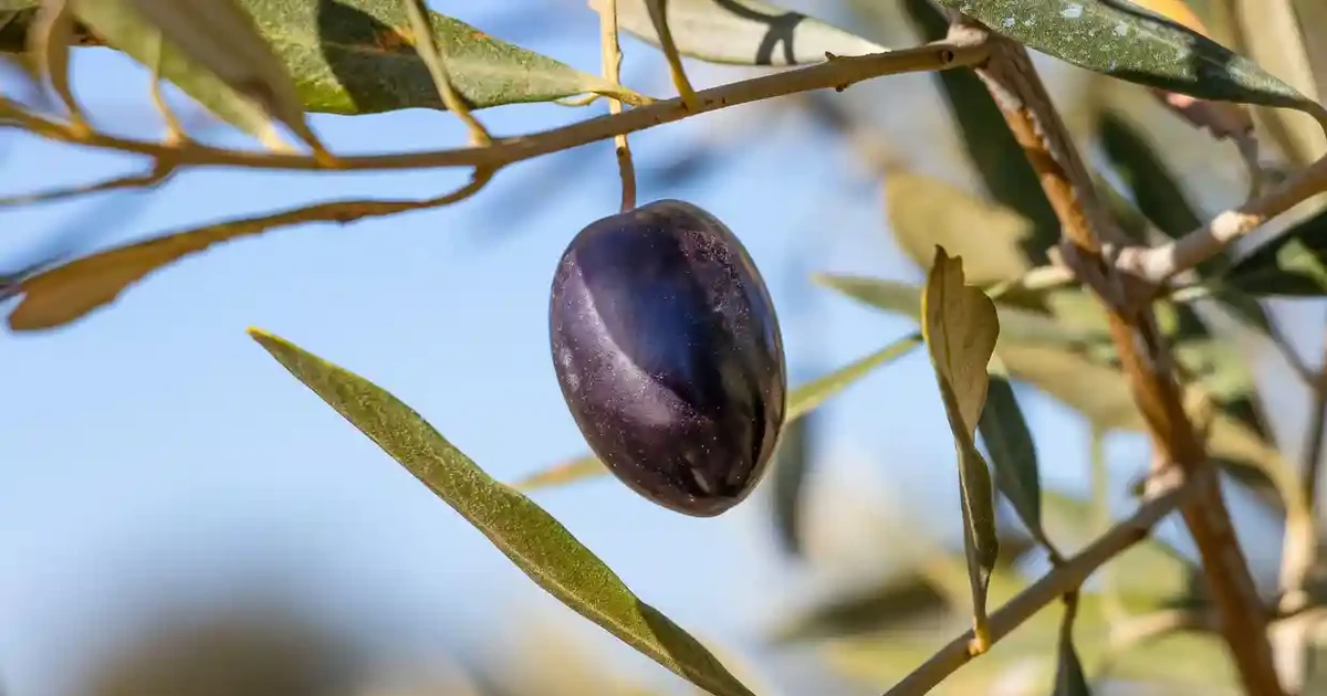 Ngành công nghiệp dầu olive châu Âu gặp khó do thời tiết nắng nóng