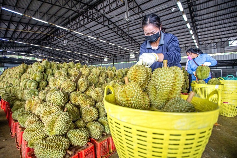 Sầu ri&ecirc;ng nội địa Trung Quốc đắt gấp 3 lần h&agrave;ng nhập khẩu ảnh 1