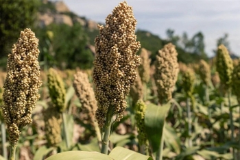 Indonesia phát triển cao lương thay thế cho lúa mỳ