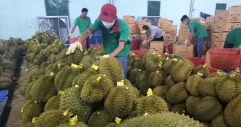 Mã vùng trồng tạo thế khó cho doanh nghiệp xuất khẩu sầu riêng