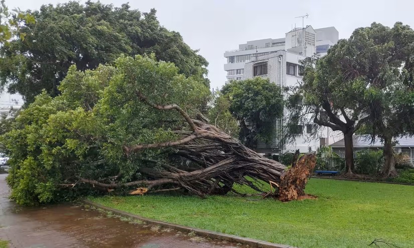 B&atilde;o Khanun l&agrave;m bật gốc c&acirc;y tại Okinawa, Nhật Bản ng&agrave;y 2/8. Ảnh: Jiji Press