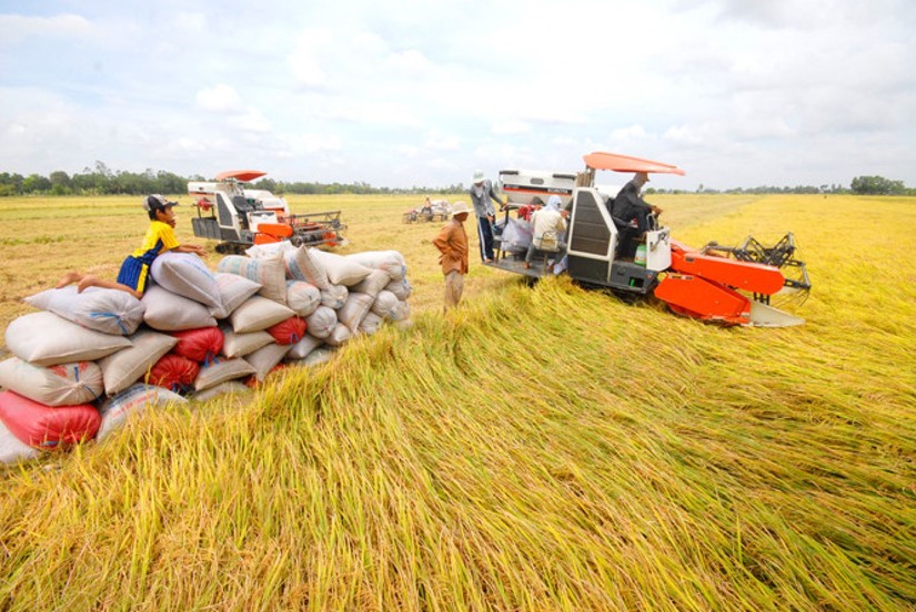 Bộ C&ocirc;ng Thương y&ecirc;u cầu c&aacute;c thương nh&acirc;n tr&aacute;nh mua gom gạo ồ ạt