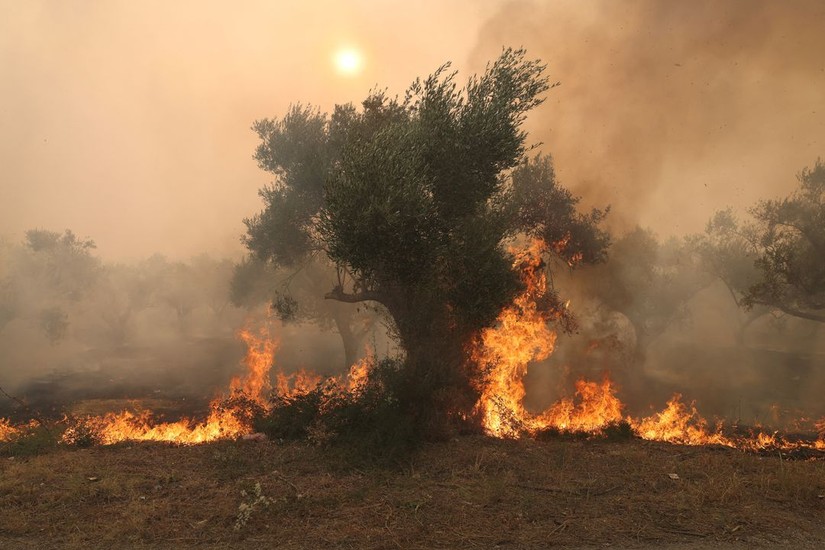 Ch&aacute;y rừng tại Alexandroupolis thuộc v&ugrave;ng Evros, Hy Lạp ng&agrave;y 22/8. Ảnh: Reuters