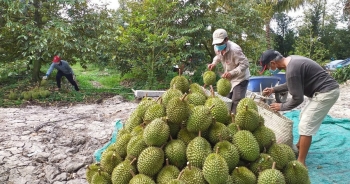 Xuất khẩu sầu riêng, Bộ trưởng Lê Minh Hoan kêu gọi một sự &apos;chuyên nghiệp&apos;