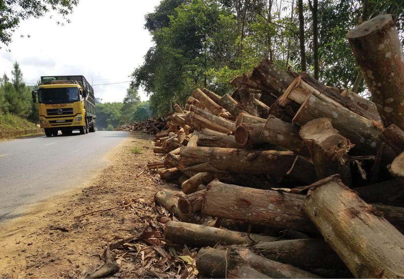 Tổng cục Thuế đ&atilde; đưa gỗ v&agrave; sản phẩm gỗ được l&agrave;m từ gỗ rừng trồng v&agrave;o danh mục sản phẩm rủi ro về thuế.