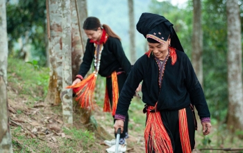 Nông hộ trồng rừng và trang trại nhỏ là những ‘lính gác’ chống biến đổi khí hậu