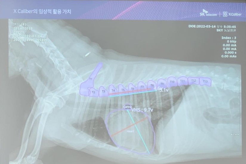 Nền tảng X Calibre chẩn đo&aacute;n bệnh cho ch&oacute; dựa tr&ecirc;n c&ocirc;ng nghệ AI của SK Telecom th&ocirc;ng qua ảnh chụp X-quang. Ảnh: Theo Yonhap.