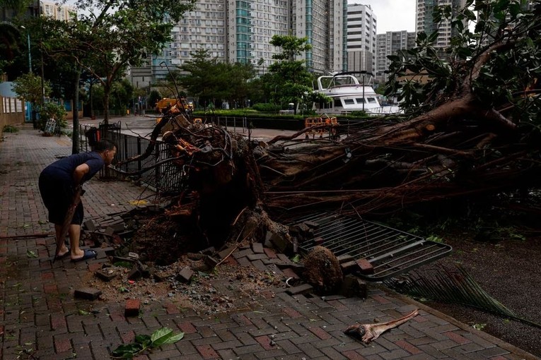 B&atilde;o tại Saola khiến c&acirc;y đổ tại Hong Kong, Trung Quốc. Ảnh: Reuters