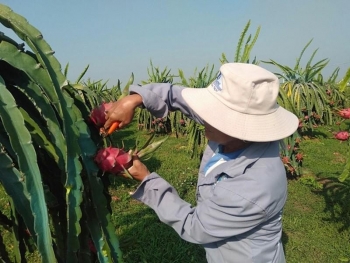 Thanh long Bình Thuận được cấp &quot;giấy thông hành&quot; vào thị trường Nhật Bản