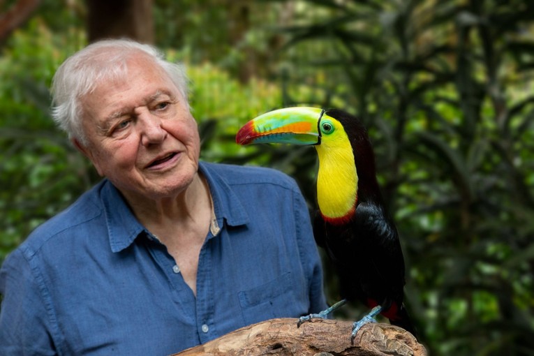 &Ocirc;ng David Attenborough. Ảnh: BBC