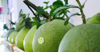 Quả bưởi tươi Việt Nam chính thức được xuất khẩu vào Mỹ