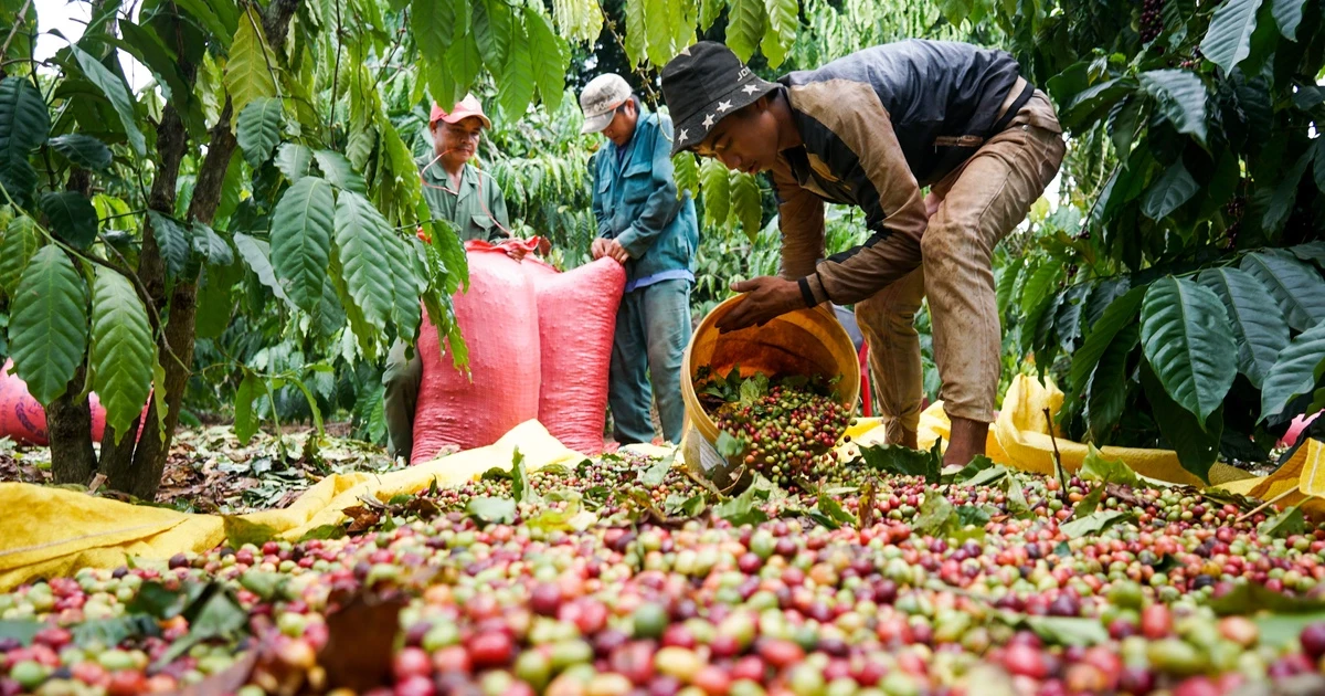 Cần cơ chế đột phá hơn để thu hút ‘đại bàng’ về Buôn Ma Thuột