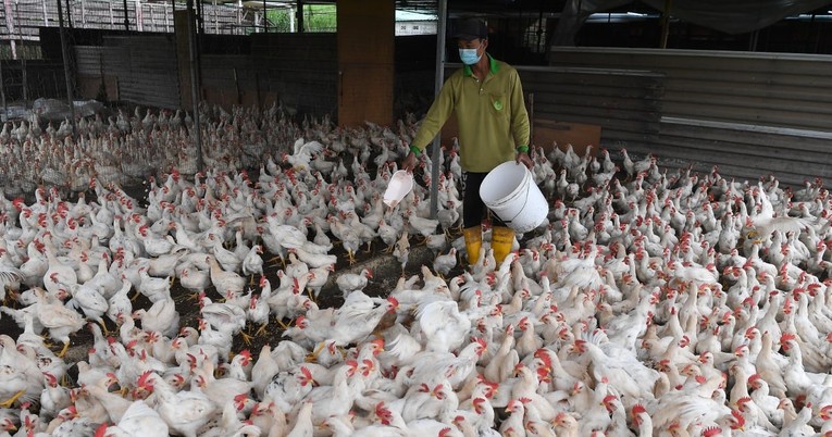 Chi ph&iacute; chăn nu&ocirc;i gia cầm tăng cao tạo ra r&agrave;o cản để tăng năng suất trứng. Ảnh: Straits Times