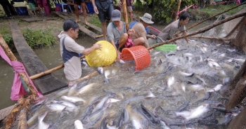 Tăng trưởng tiêu thụ, các doanh nghiệp báo lãi đậm nhờ cá tra