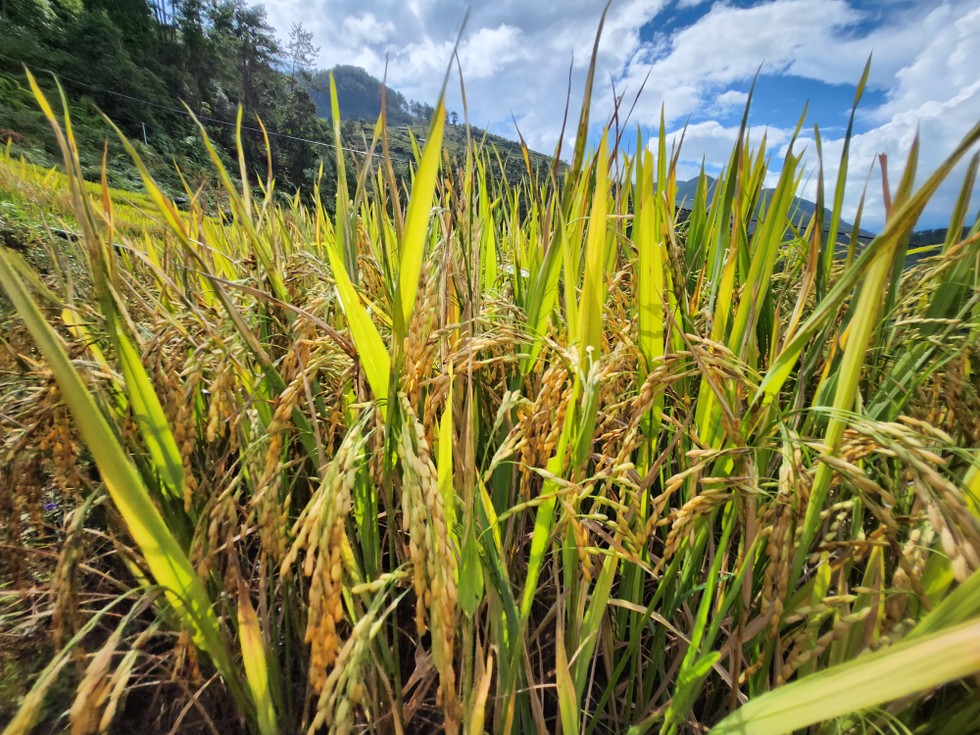 Xuất khẩu gạo đang c&oacute; đ&agrave; tăng trưởng t&iacute;ch cực trong th&aacute;ng 9/2023. Ảnh: Mekong ASEAN