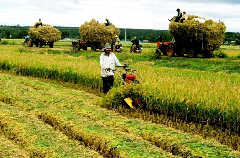 Ch&iacute;nh phủ đề xuất giữ tr&ecirc;n 3,5 triệu ha đất trồng l&uacute;a nhằm đảm bảo an ninh lương thực. Ảnh: Internet