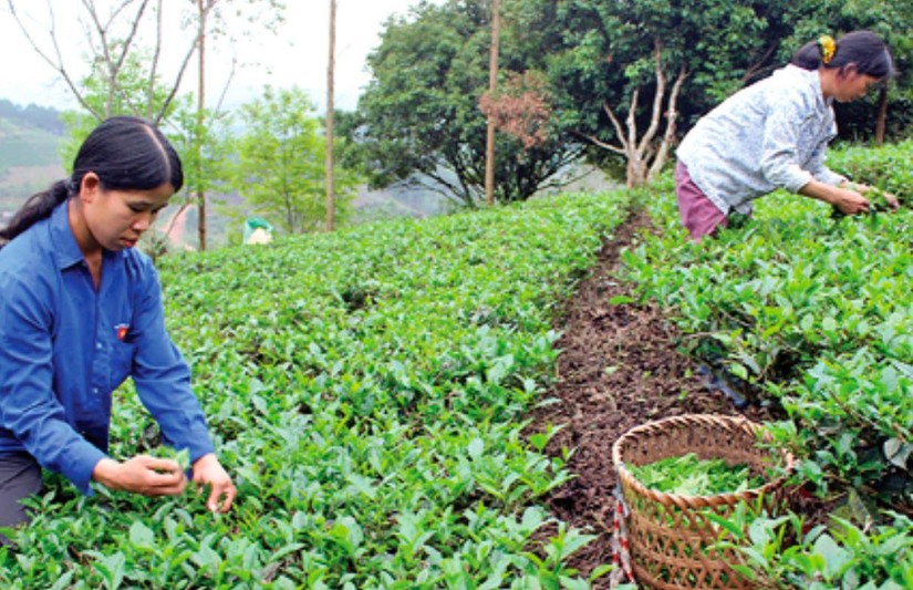 Ph&aacute;t triển c&acirc;y ch&egrave; huyện B&igrave;nh Gia (Lạng Sơn). Ảnh: