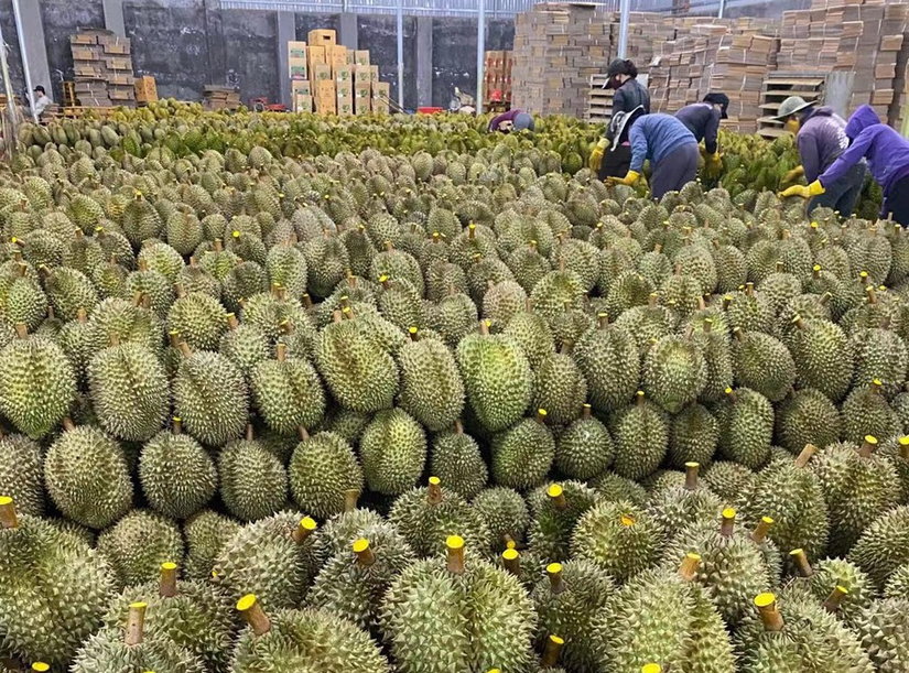 Sầu ri&ecirc;ng xuất khẩu sang Mỹ của c&ocirc;ng ty C&ocirc;ng ty TNHH B&rsquo;LaoFood