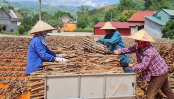 Việt Nam thiếu chiến lược quốc gia cho quế dù sản lượng đứng thứ 3 thế giới