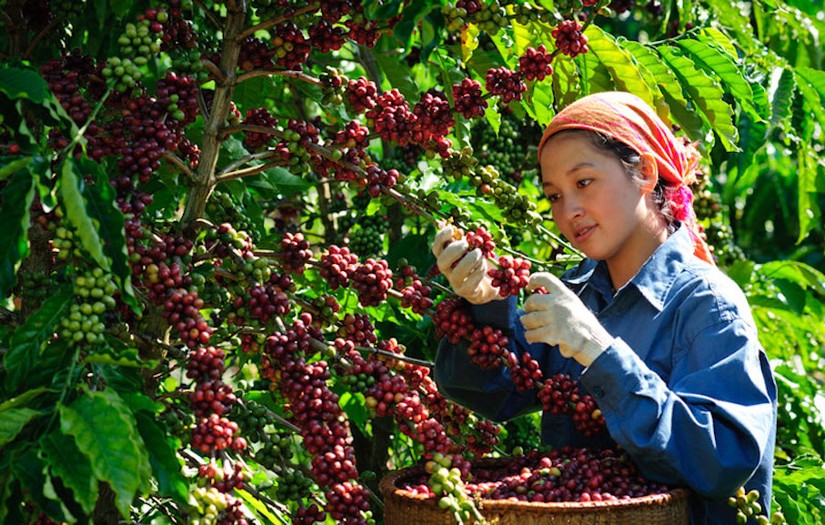 Thu hoạch c&agrave; ph&ecirc; tại Bu&ocirc;n Ma Thuột.