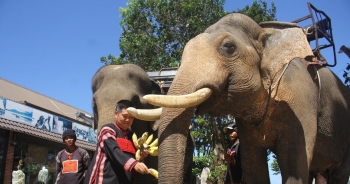Đắk Lắk thực hiện dự án hơn 55 tỷ đồng để chấm dứt du lịch cưỡi voi