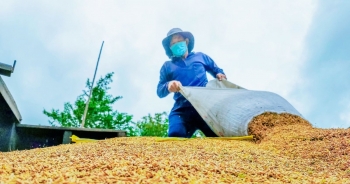 Giá gạo có thể tăng nhẹ trong những tuần tới