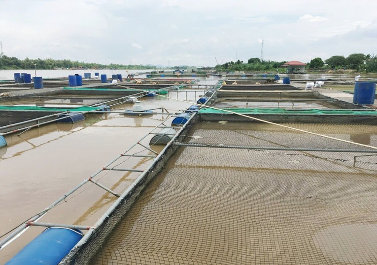 Từ việc chăn nu&ocirc;i c&aacute; lồng tr&ecirc;n s&ocirc;ng ở Hải Dương đ&atilde; thu h&uacute;t h&agrave;ng ngh&igrave;n lao động v&agrave; c&aacute;c dịch vụ từ con giống, thức ăn, vận chuyển&hellip;