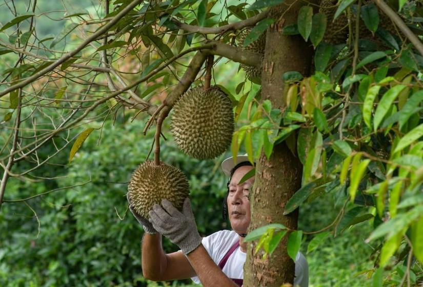 Người n&ocirc;ng d&acirc;n Th&aacute;i Lan đứng trong vườn c&acirc;y sầu ri&ecirc;ng Musang King. Ảnh: SCMP