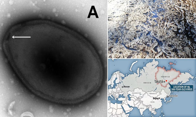 Virus 48.500 năm tuổi được t&igrave;m thấy từ băng vĩnh cửu ở độ s&acirc;u 16m. Ảnh: Daily Mail