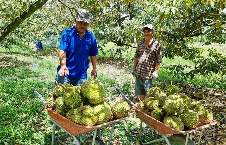 Sầu ri&ecirc;ng đang l&agrave; c&acirc;y trồng được người d&acirc;n đặt nhiều kỳ vọng. Ảnh minh hoạ