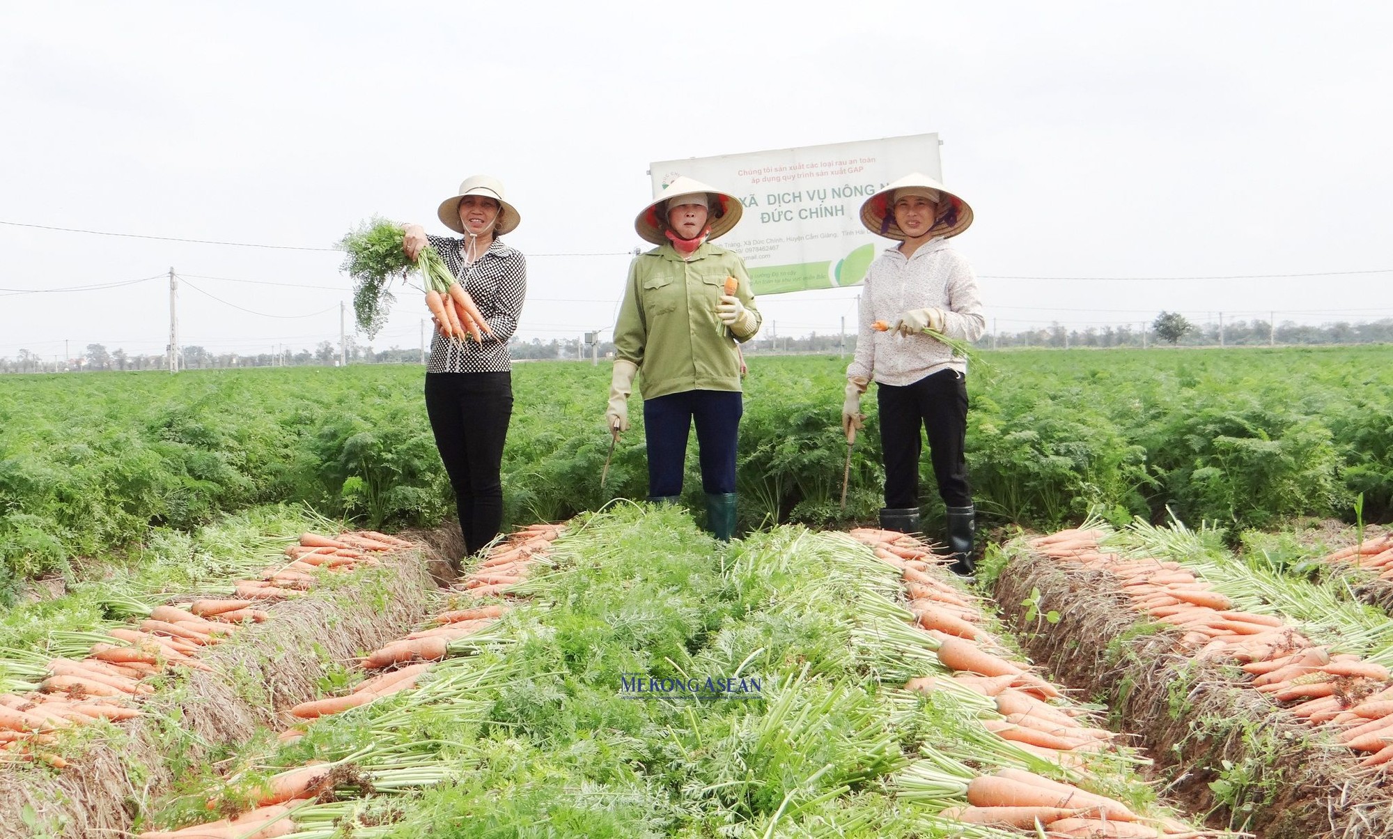 Cẩm Gi&agrave;ng c&oacute; đất đai ph&igrave; nhi&ecirc;u, m&agrave;u mỡ v&agrave; b&agrave; con n&ocirc;ng d&acirc;n d&agrave;y dặn kinh nghiệm trong qu&aacute; tr&igrave;nh canh t&aacute;c đ&atilde; tạo n&ecirc;n sản phẩm c&agrave; rốt với chất lượng, hương vị ri&ecirc;ng c&oacute;.