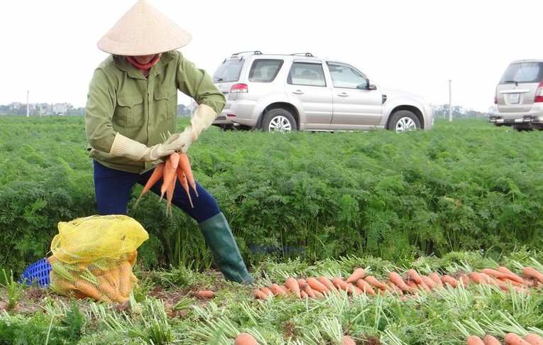 Đến nay, to&agrave;n tỉnh Hải Dương c&oacute; hơn 15.500 ha rau m&agrave;u, tr&aacute;i c&acirc;y sản xuất theo quy tr&igrave;nh GAP. Trong đ&oacute; c&oacute; hơn 1.500 ha được cấp giấy chứng nhận đạt chuẩn VietGAP, GlobalGAP.