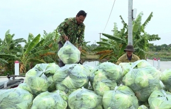 Hải Dương hỗ trợ phát triển nông nghiệp ứng dụng công nghệ cao và hữu cơ