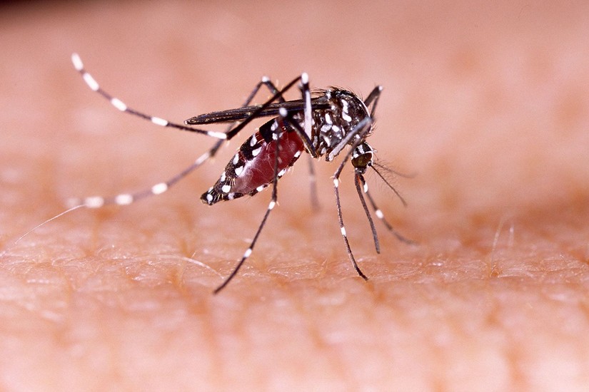 Sốt xuất huyết l&acirc;y lan chủ yếu qua muỗi Aedes aegypti. Ảnh: AP