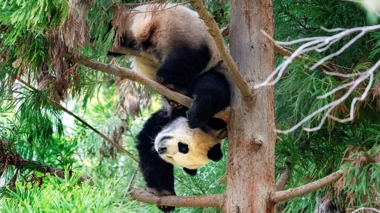 Gấu tr&uacute;c con Xiao Qi Ji tr&egrave;o c&acirc;y tại Vườn th&uacute; Quốc gia Smithsonian, Washington, ng&agrave;y 7/11. Ảnh: AFP