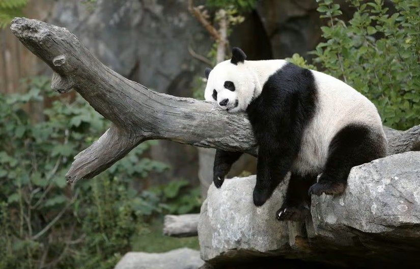 Gấu tr&uacute;c Mei Xiang tận hưởng giấc ngủ trưa tại Vườn th&uacute; Quốc gia Smithsonian, ng&agrave;y 23/8/2007. Ảnh: Reuters