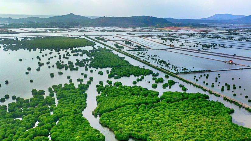 Giảm ph&aacute;t thải kh&iacute; nh&agrave; k&iacute;nh từ việc phục hồi rừng ngập mặn