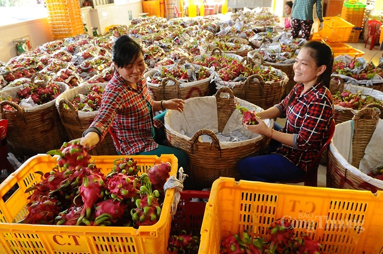 Tần suất kh&ocirc;ng tu&acirc;n thủ c&aacute;c y&ecirc;u cầu của EU li&ecirc;n quan đến &ocirc; nhiễm dư lượng thuốc trừ s&acirc;u của thanh long tăng cao.