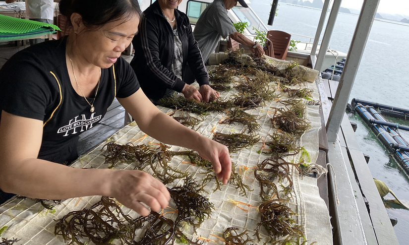 B&agrave; con n&ocirc;ng d&acirc;n thu hoạch rong biển.