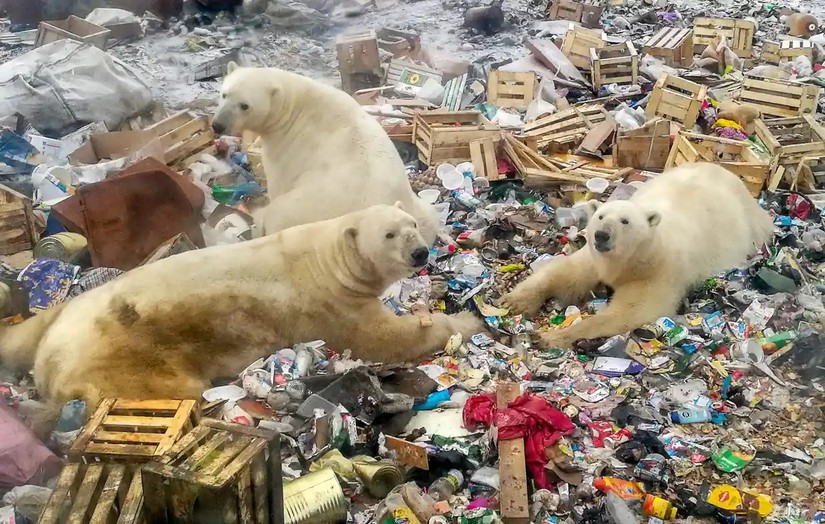 Gấu Bắc cực kiếm ăn tại một b&atilde;i r&aacute;c tr&ecirc;n quần đảo Novaya Zemlya, Nga. Ảnh: AFP