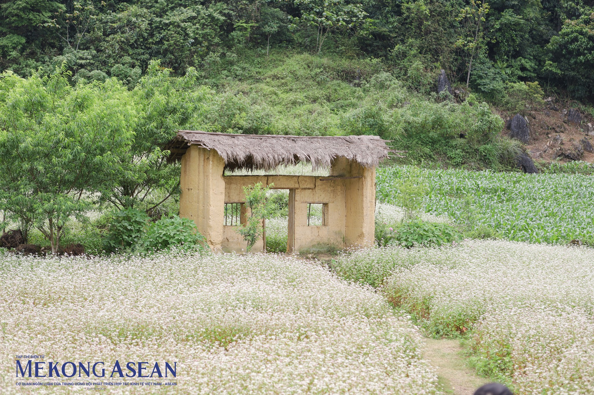 Dịp n&agrave;y, hoa tam gi&aacute;c mạch ở H&agrave; Giang đang bước v&agrave;o m&ugrave;a nở rộ, ph&ocirc; diễn vẻ đẹp mơ m&agrave;ng với m&agrave;u t&iacute;m hồng bi&ecirc;ng biếc.