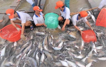 Cá tra là mặt hàng thủy sản có mức giảm sâu nhất trong 11 tháng